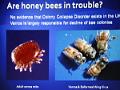 Varroa virus mite